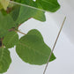 Lastra di plexiglass trasparente 12 mm - targhe personalizzate scaffale tavolo paravento plexiglass, vetro sintetico su misura
